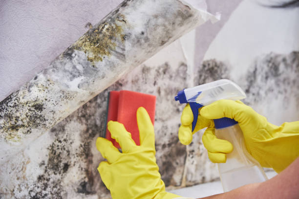 Mold Remediation for Vacation Homes in Dallas, GA